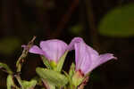 Fringed meadowbeauty